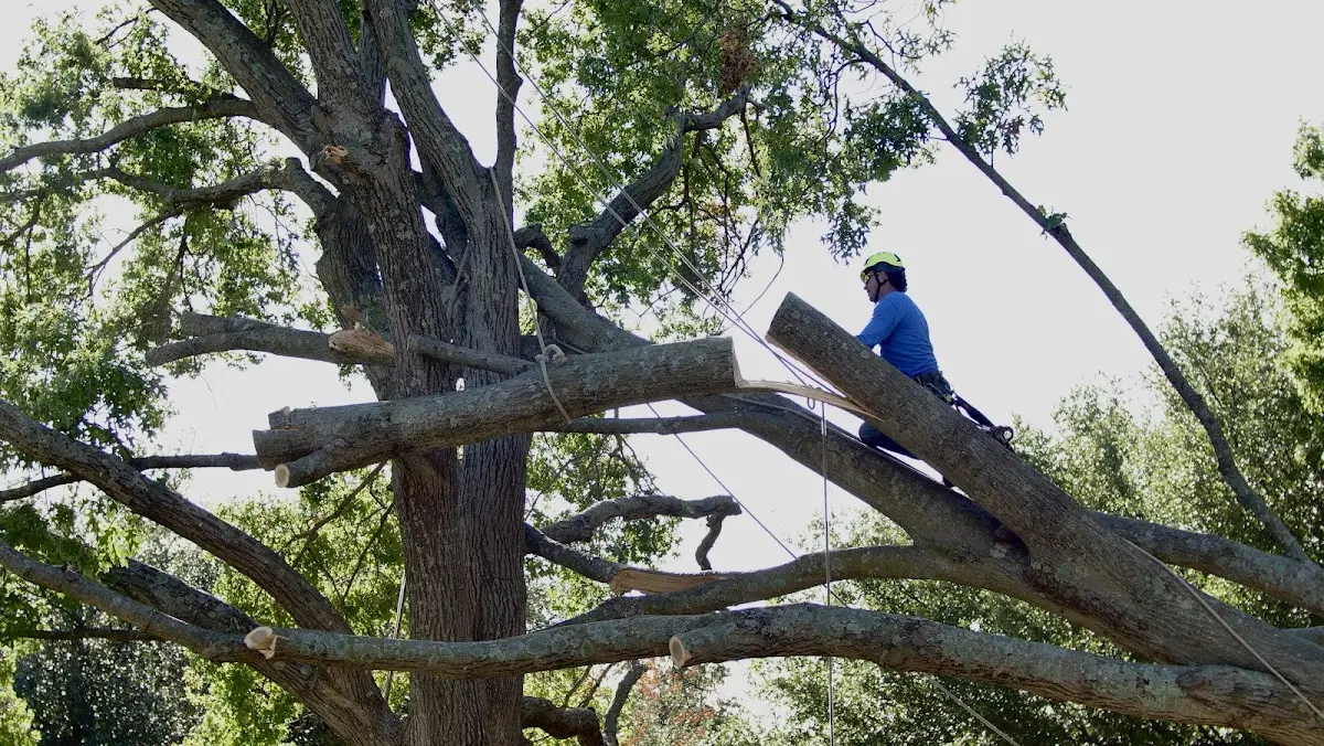 Professional Crown Thinning performed by certified arborists in Lindsey