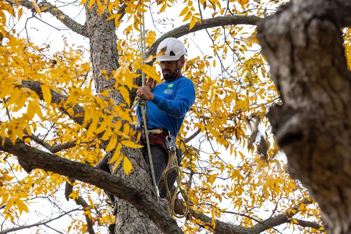 Skilled Dead Tree Removal crew working in Lindsey