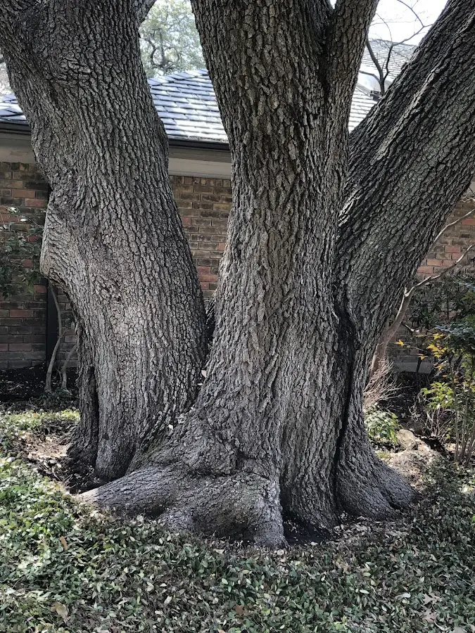 Mature heritage tree close to a Lindsey property cared for by certified arborists